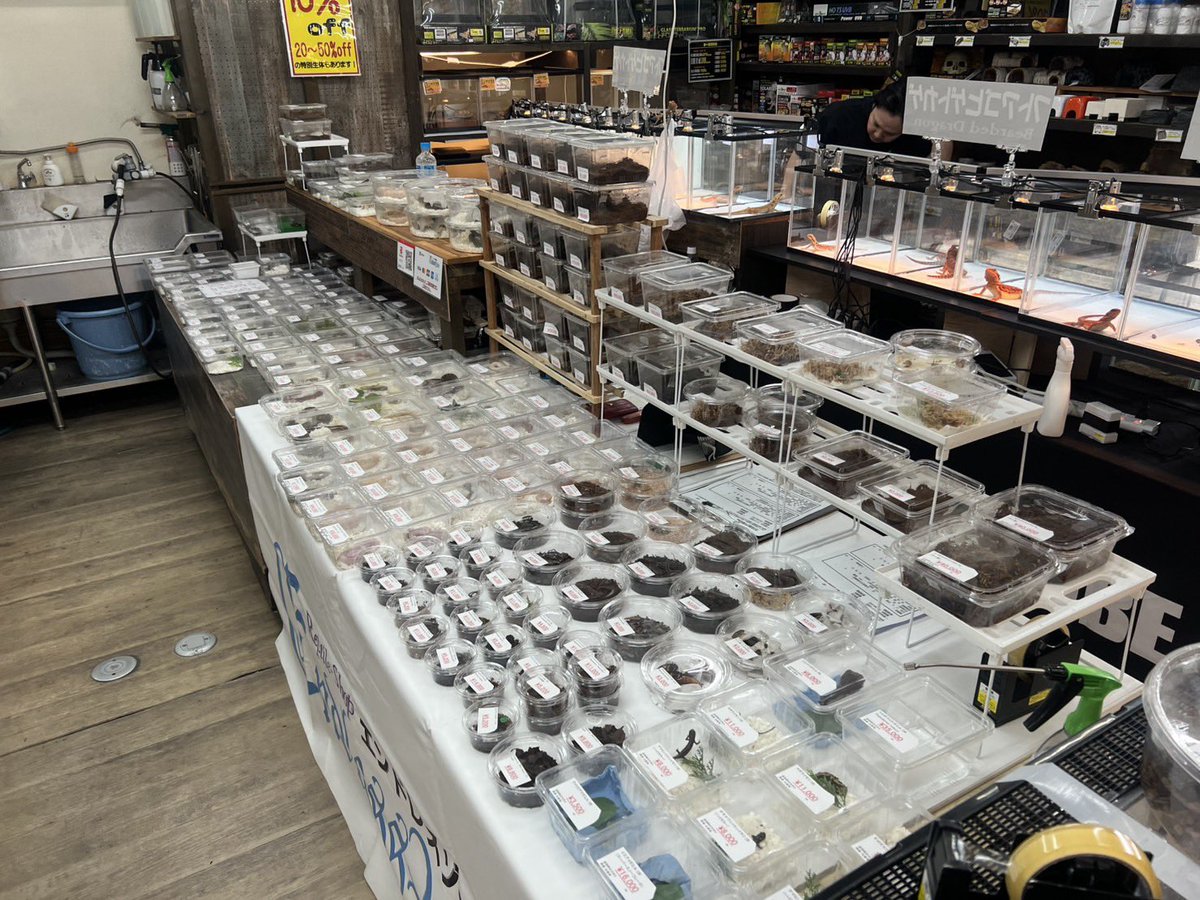 爬虫類ショップアンテナ 【井尻店】 tweet media