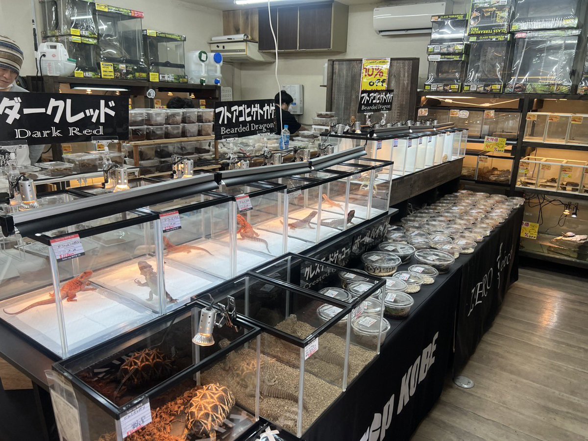 爬虫類ショップアンテナ 【井尻店】 tweet media