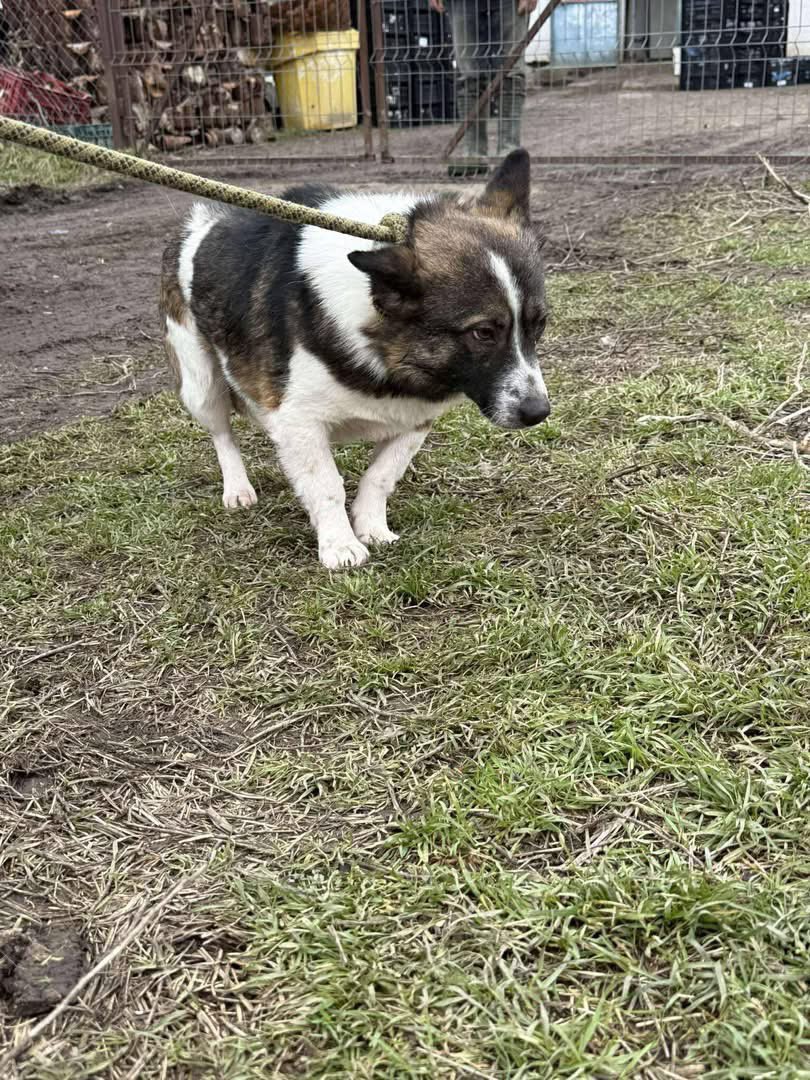 Das kleine ❤️❤️PAULCHEN❤️❤️ hat uns neue Fotos geschickt, er will unbedingt ein Zuhause haben🫶🏻Schaut mal wie süß der kleine Kerl ist🥰

Alter ca 2-3 Jahre. 30/35 cm. Süß, lieb, nett, freundlich ... was will man mehr??
Sein Lieblingsmensch fehlt ihm noch. Bist du das?