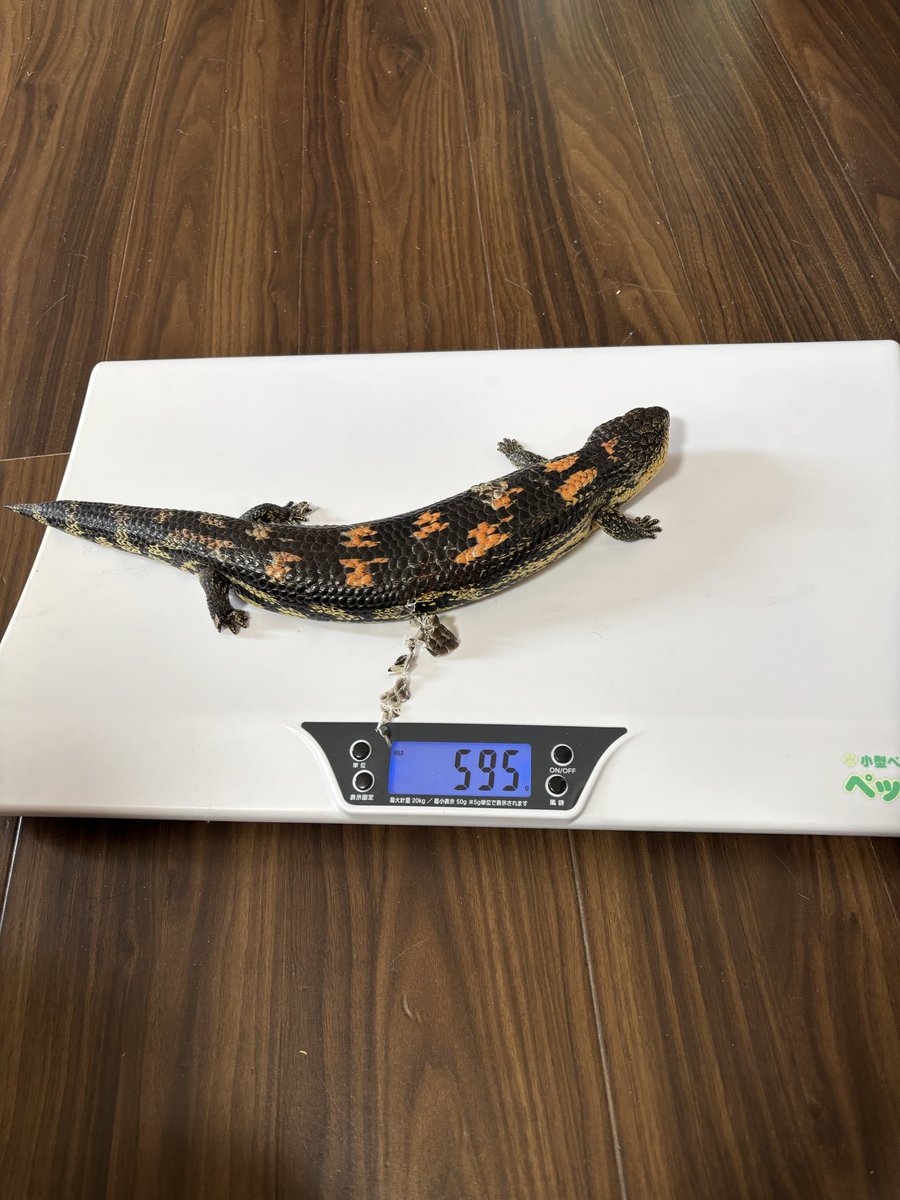 マダラアオジタトカゲ🦎
生後8か月。