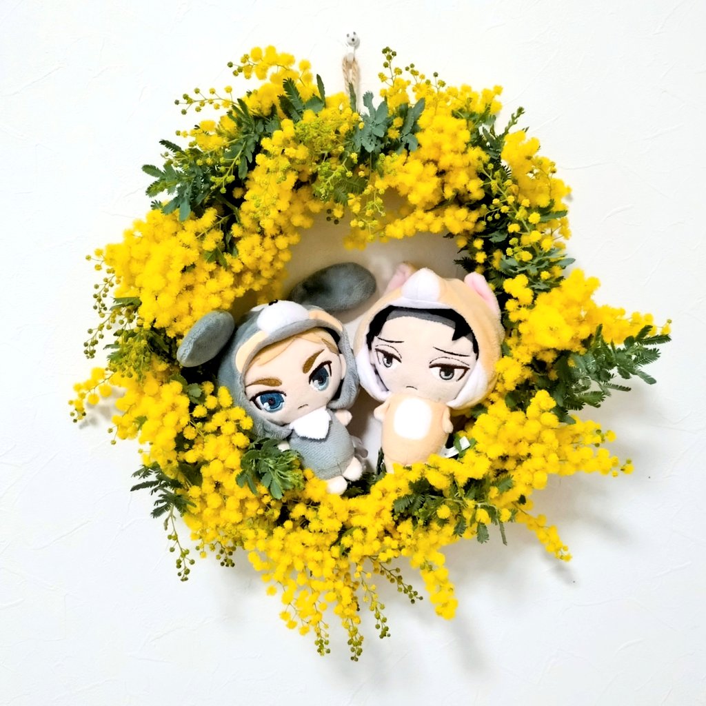 erlelove's tweet photo. 今日はミモザの日🌿✨
今年もいっぱいキレイに咲いてくれました
ミモザのリースに入ってぱぴエルリもご機嫌です♪ https://t.co/YR2jRcIo03