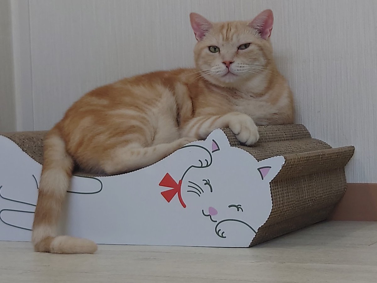 Hide110328's tweet image. しらたま+もちもわさんからの､猫カフェラグドールさんです!(^o^) やっぱ､猫カフェに来なきゃ!(^_-)

#猫カフェラグドール
#RAGDOLL
#お猫様は神
#猫公方