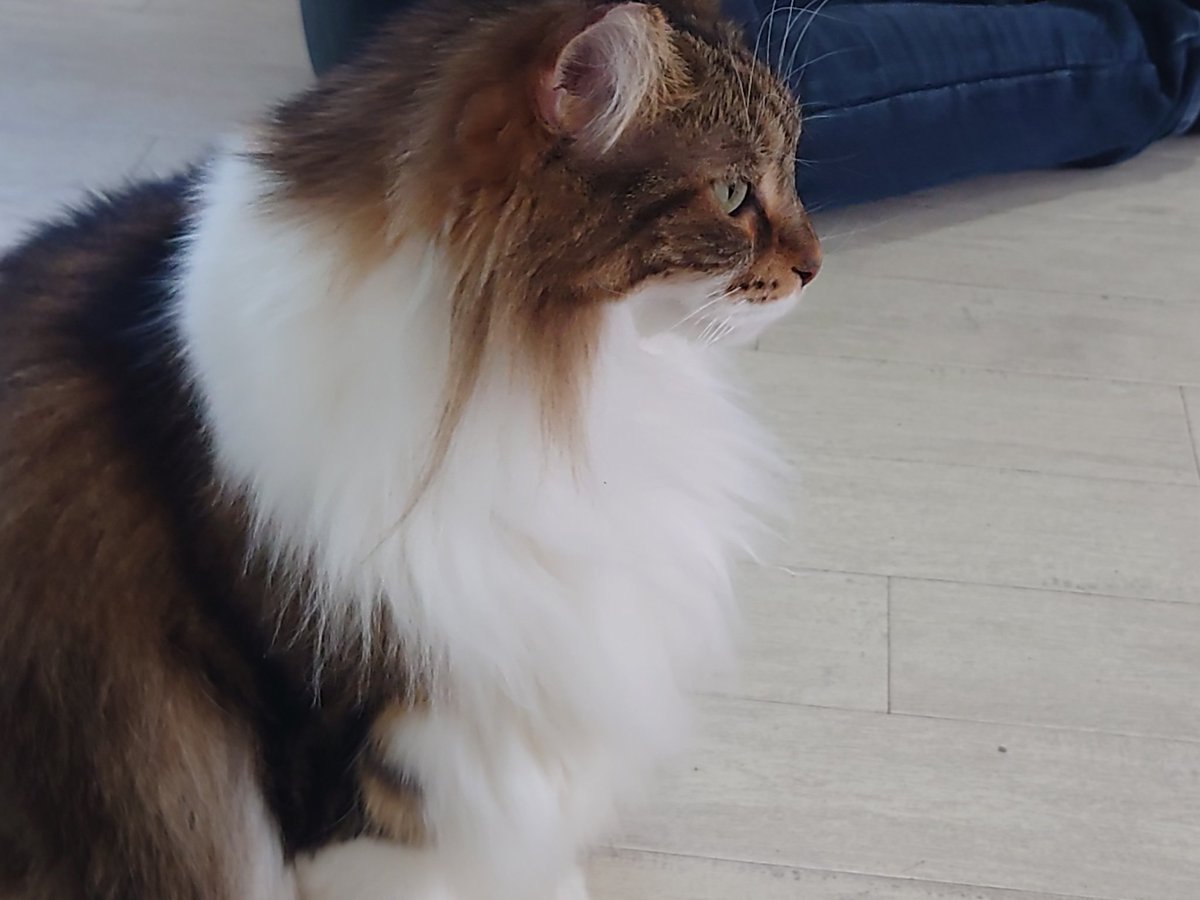 Hide110328's tweet image. しらたま+もちもわさんからの､猫カフェラグドールさんです!(^o^) やっぱ､猫カフェに来なきゃ!(^_-)

#猫カフェラグドール
#RAGDOLL
#お猫様は神
#猫公方