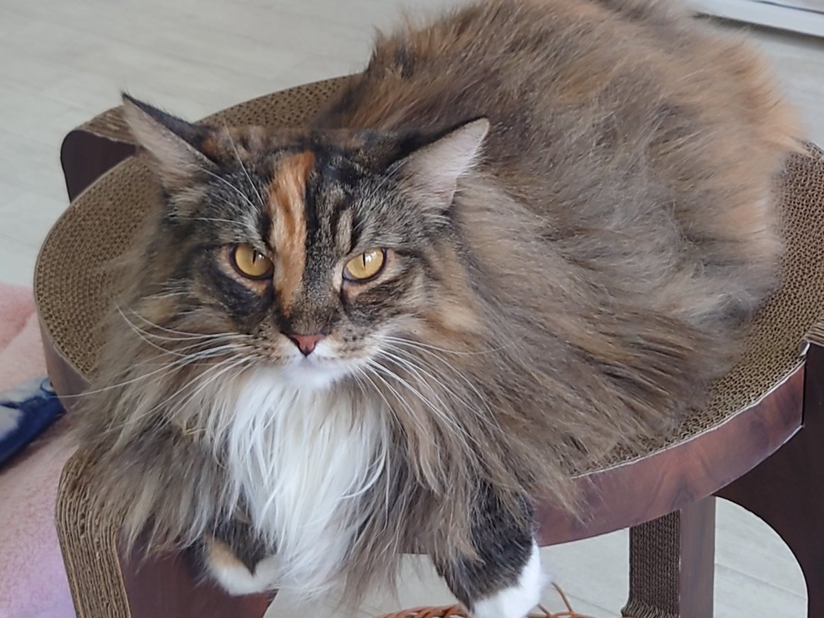 Hide110328's tweet image. しらたま+もちもわさんからの､猫カフェラグドールさんです!(^o^) やっぱ､猫カフェに来なきゃ!(^_-)

#猫カフェラグドール
#RAGDOLL
#お猫様は神
#猫公方