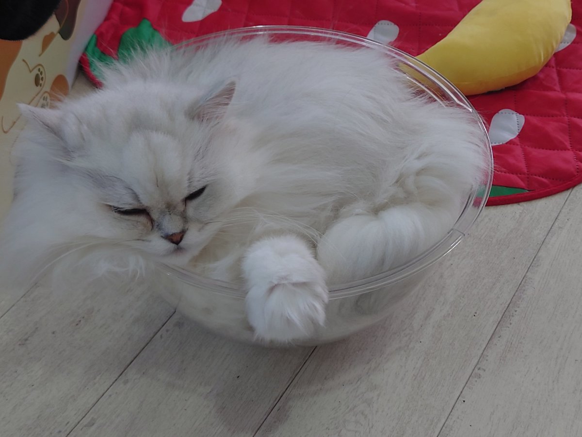 Hide110328's tweet image. しらたま+もちもわさんからの､猫カフェラグドールさんです!(^o^) やっぱ､猫カフェに来なきゃ!(^_-)

#猫カフェラグドール
#RAGDOLL
#お猫様は神
#猫公方