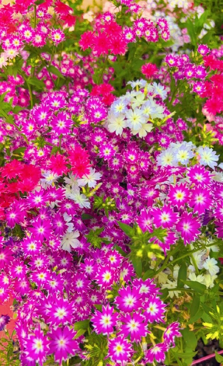 Pri.ellè♡` tweet media