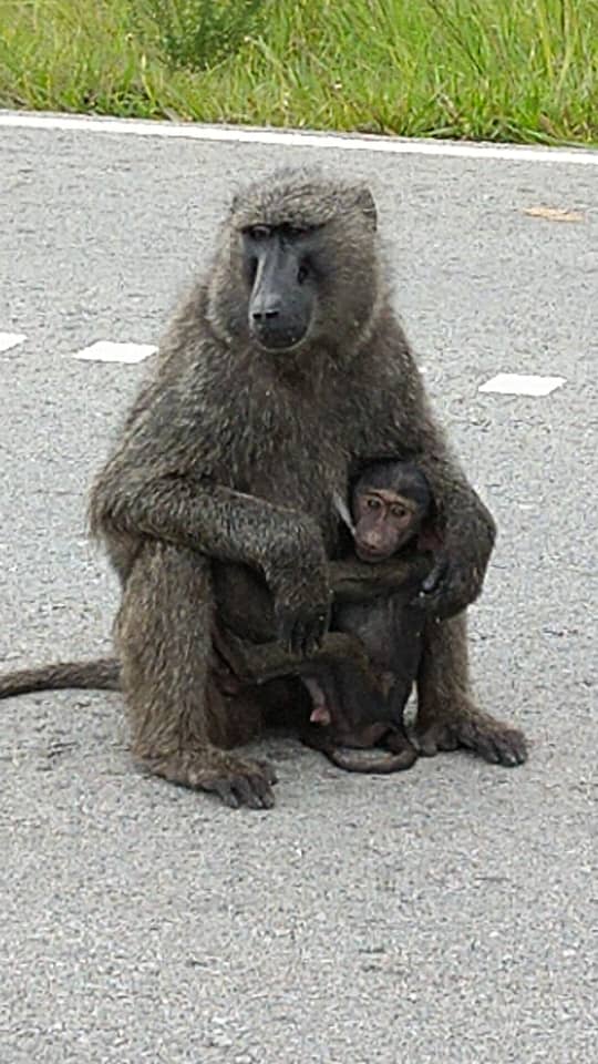 bhrafikitours's tweet image. She nurtures, protects, and prepares the next generation to thrive.

Women in our communities shape the future with strength, wisdom, and resilience.

Today we celebrate the guardians of tomorrow.
Happy #InternationalWomensDay2026. 🌍🦁 
#IWD2026  #WomenWhoLead