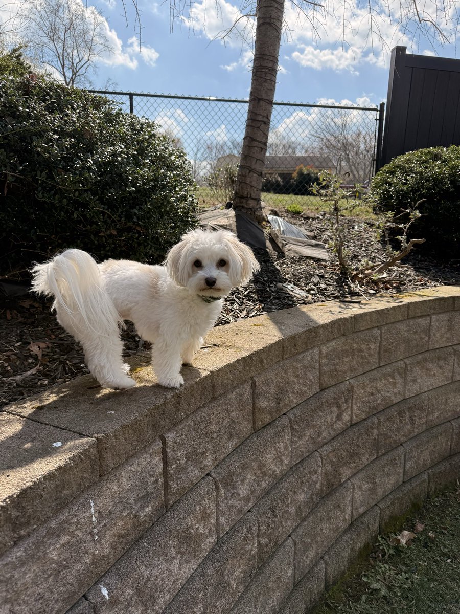 Frosty is 3 today! 
He’s the best. #havanese