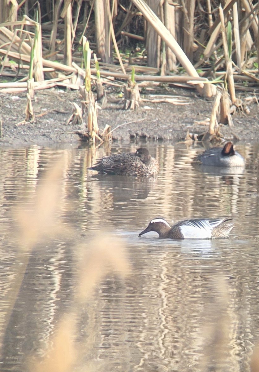 H vd brand tweet media