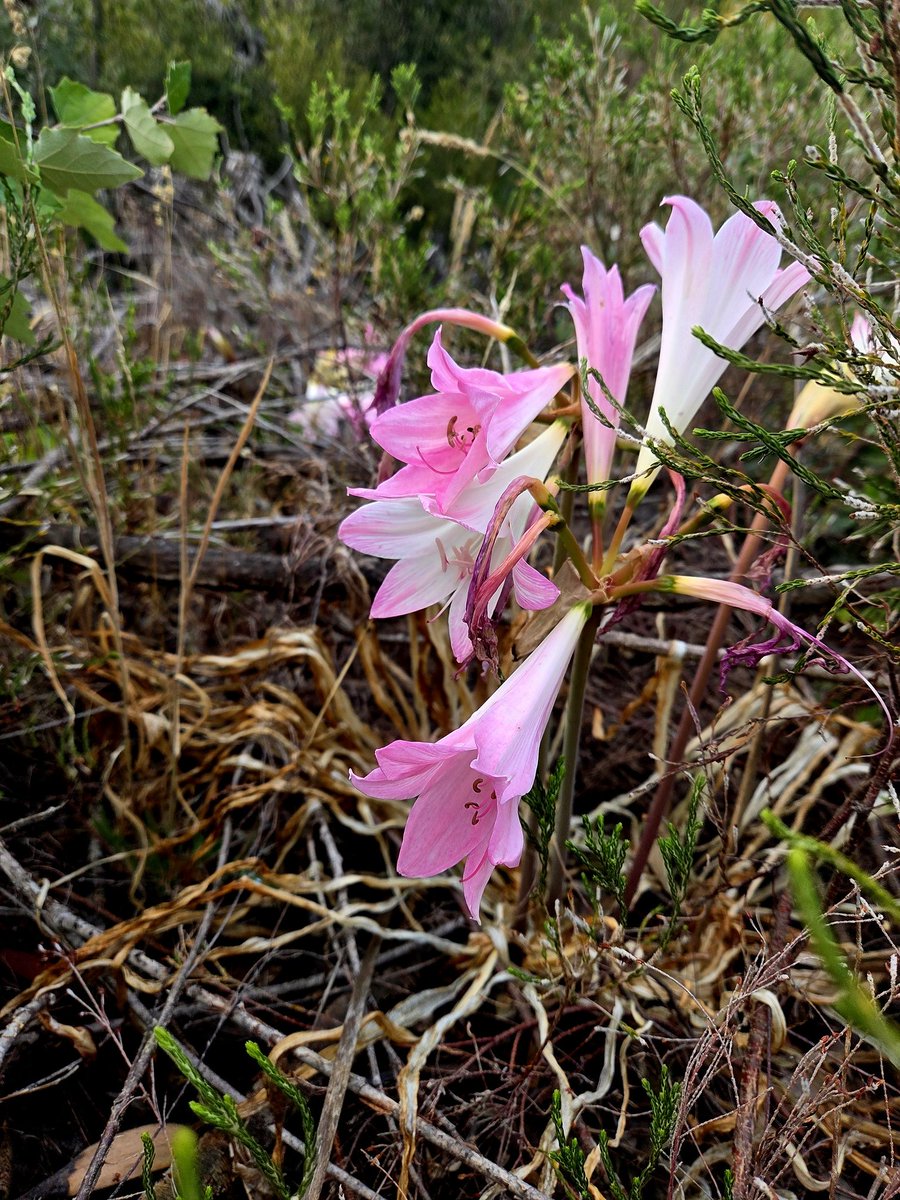 𝐋𝐄𝐒𝐋𝐄𝐘 𝐏𝐈𝐄𝐓 tweet media