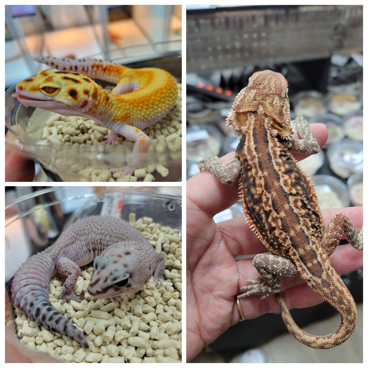 ゼロ🦎 tweet media