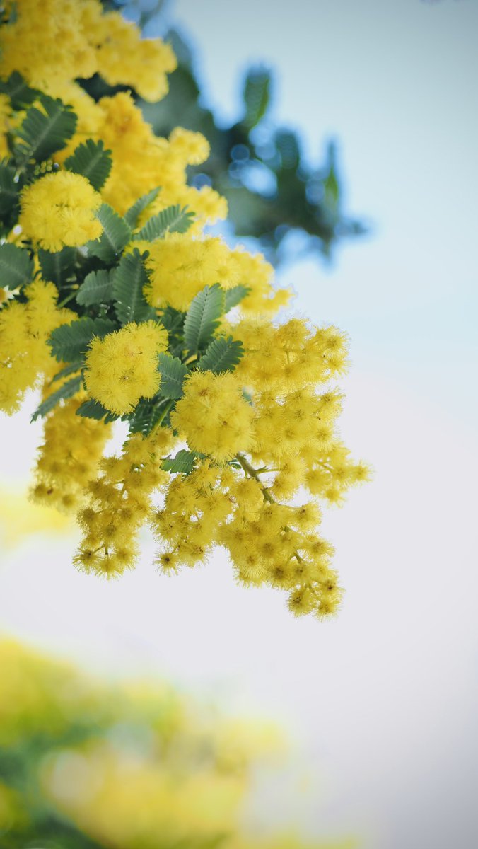 di33443's tweet photo. #ミモザの日  

ミモザを見るためにアメリカ山公園
#photo #photography #TLを花でいっぱいにしよう #横浜 

”花言葉：思いやり・感謝・秘密の恋” https://t.co/YLhfkC71dS