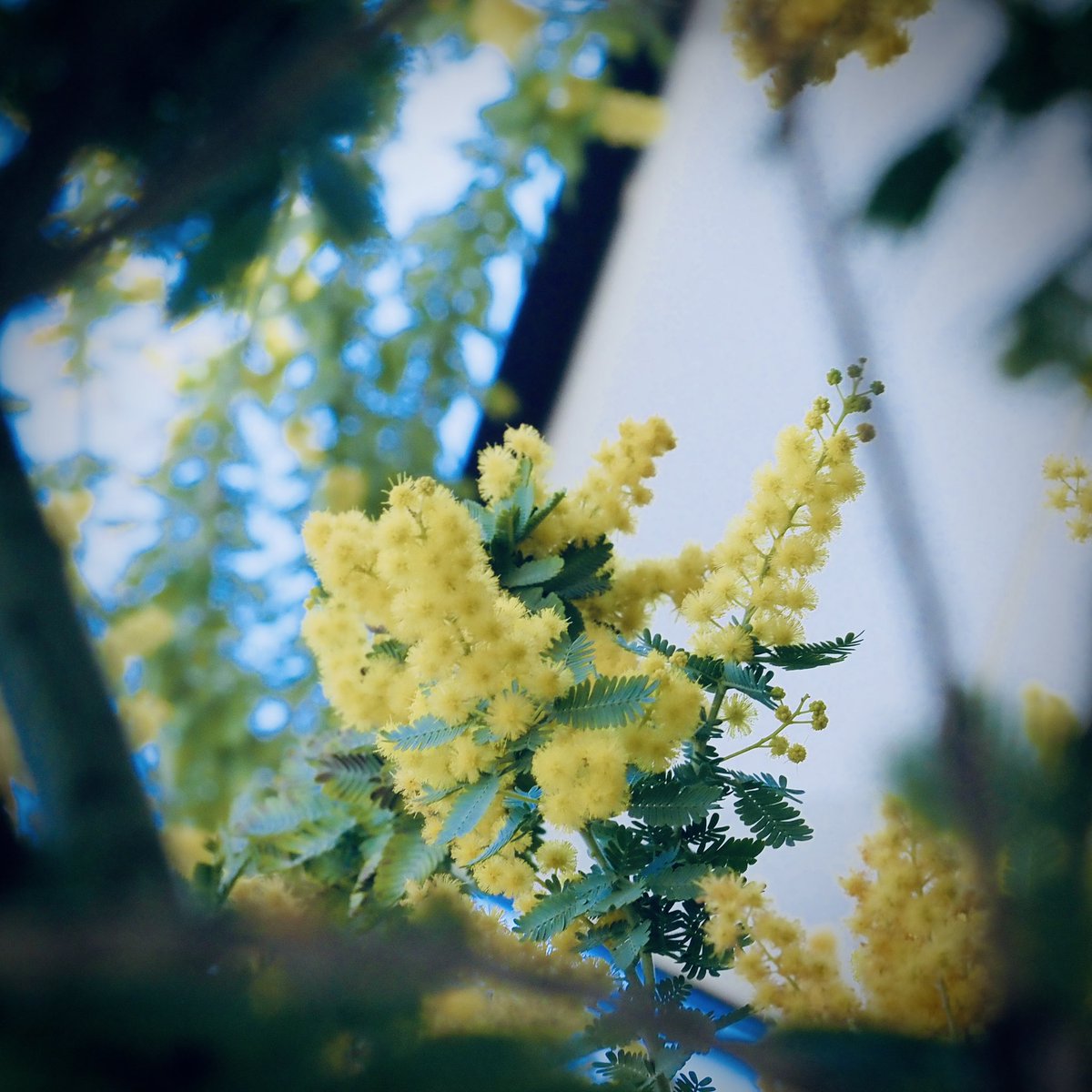 di33443's tweet photo. #ミモザの日  

ミモザを見るためにアメリカ山公園
#photo #photography #TLを花でいっぱいにしよう #横浜 

”花言葉：思いやり・感謝・秘密の恋” https://t.co/YLhfkC71dS