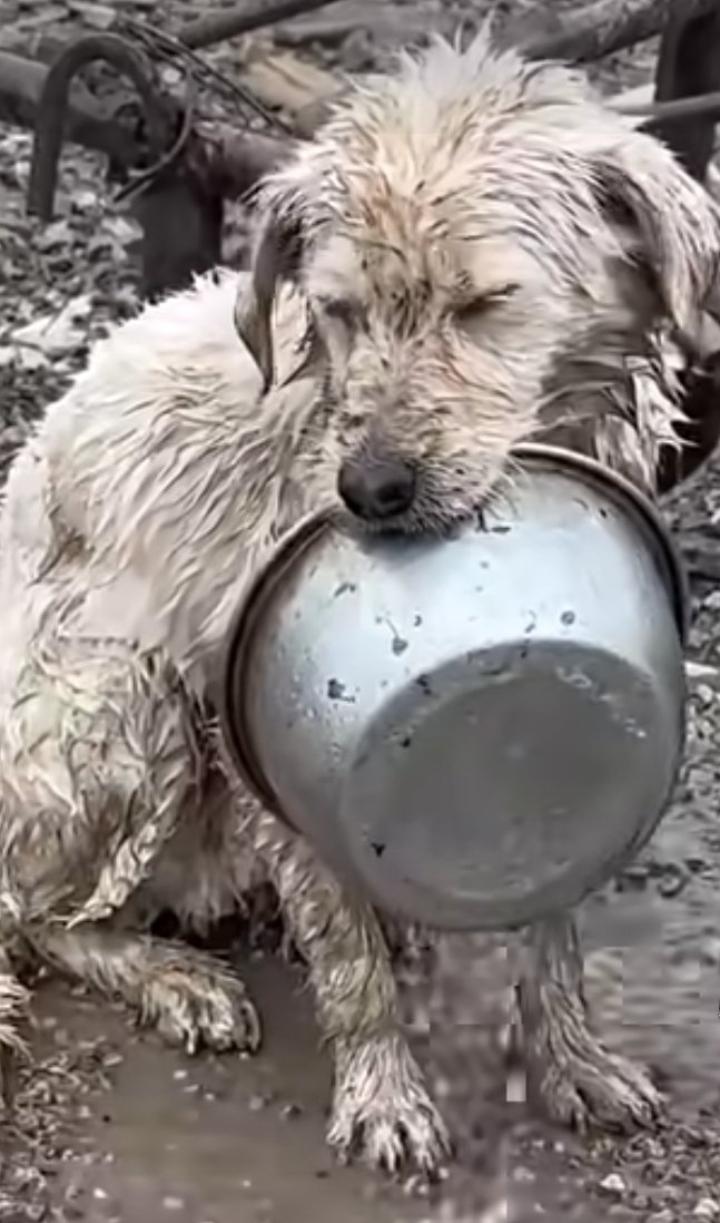 In their 🤏 life of 10 years,🐕 have only 2 demands: food &amp; love, &amp; even then, half of life is spent in pain, suffering, v!olen¢e &amp; struggle. If such a situation happens to us, some of us will commit su!c!de. Just imagine,🐕still spend the rest of their lives enduring all this 💔