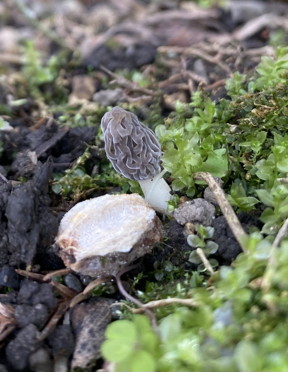 まるめい tweet media