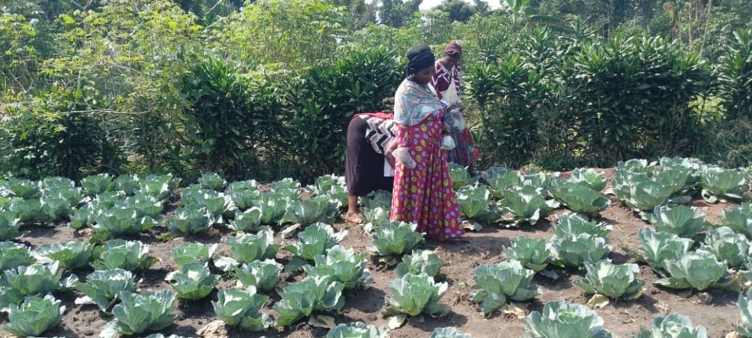 She Farmers/ Alliance of Rural farmers tweet media