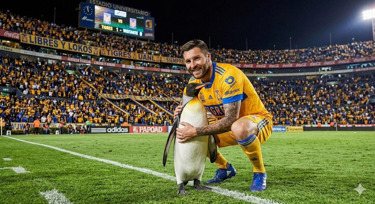 angeloarriaga's tweet photo. Grande gignac!!!! https://t.co/yb9DkvT3Ic