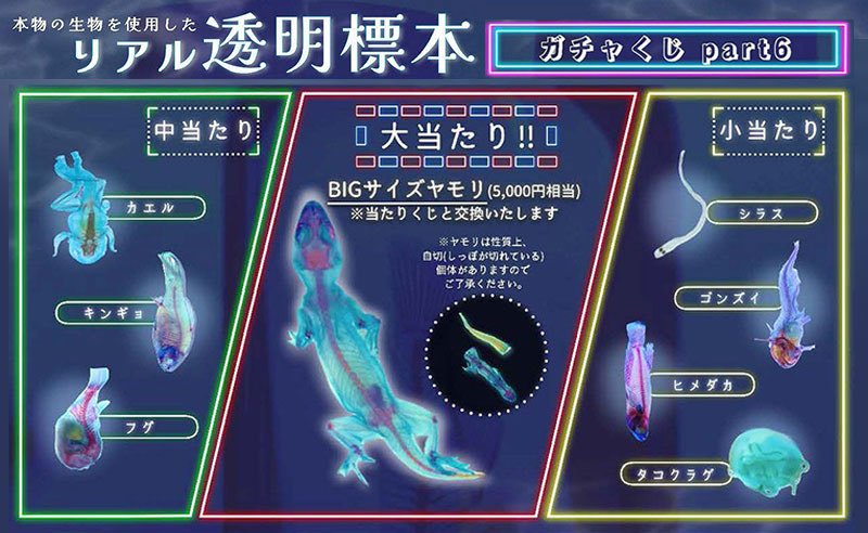 仙台レプタイルズワールド tweet media