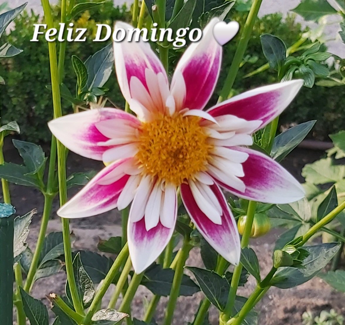 Brujaycotilla's tweet photo. @luismerlo_actor Una amiga que acompaña, una hermana que nos quiere, una madre incondicional. Por ellas, por nosotras. #BuenosDiasATodos
#FelizDiaDeLaMujer https://t.co/LUjP2KYd8d