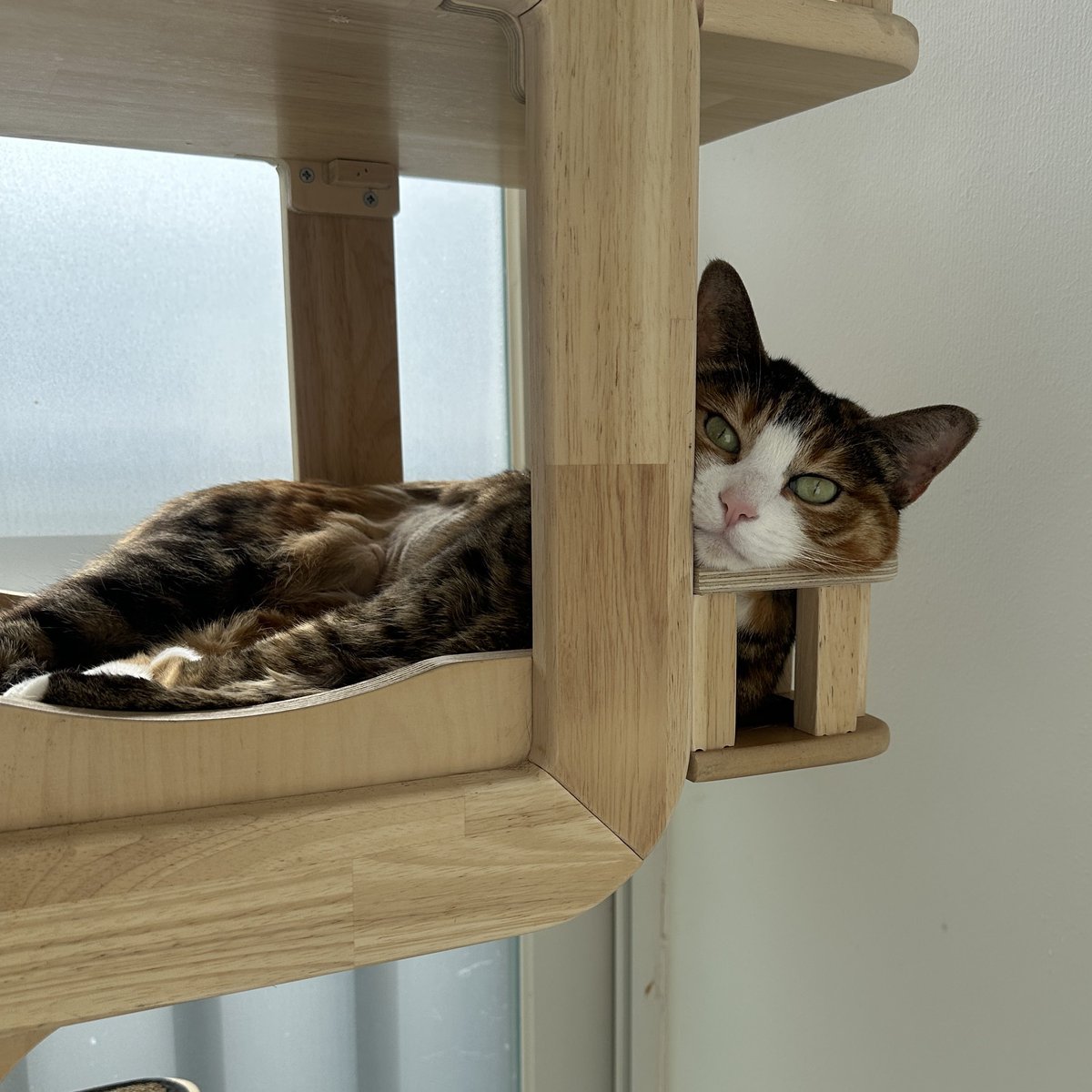 무병장수이 tweet media