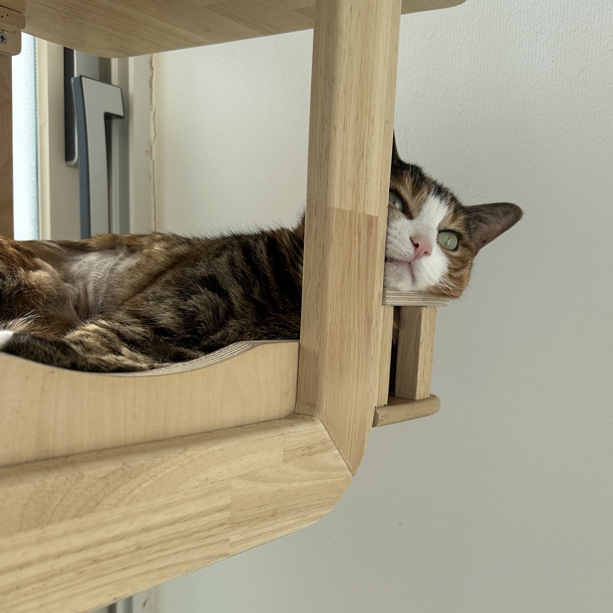 무병장수이 tweet media