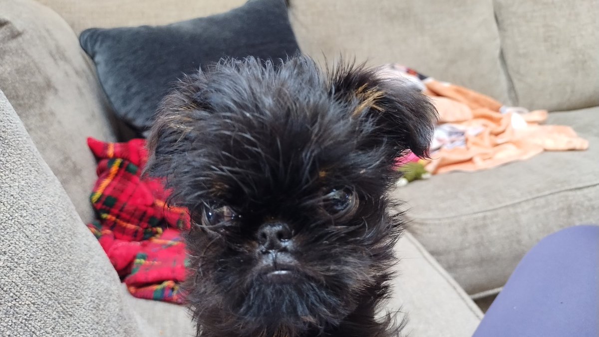 muratmagi's tweet photo. I just bought a new 🏠 for my boy cash! May his Wi-Fi be strong and his neighbors quiet.And most importantly Holy Lord, help him with NJ property taxes.🙏😄 

#brusselsgriffon #NewJersey #nj https://t.co/uzi6bid2TW
