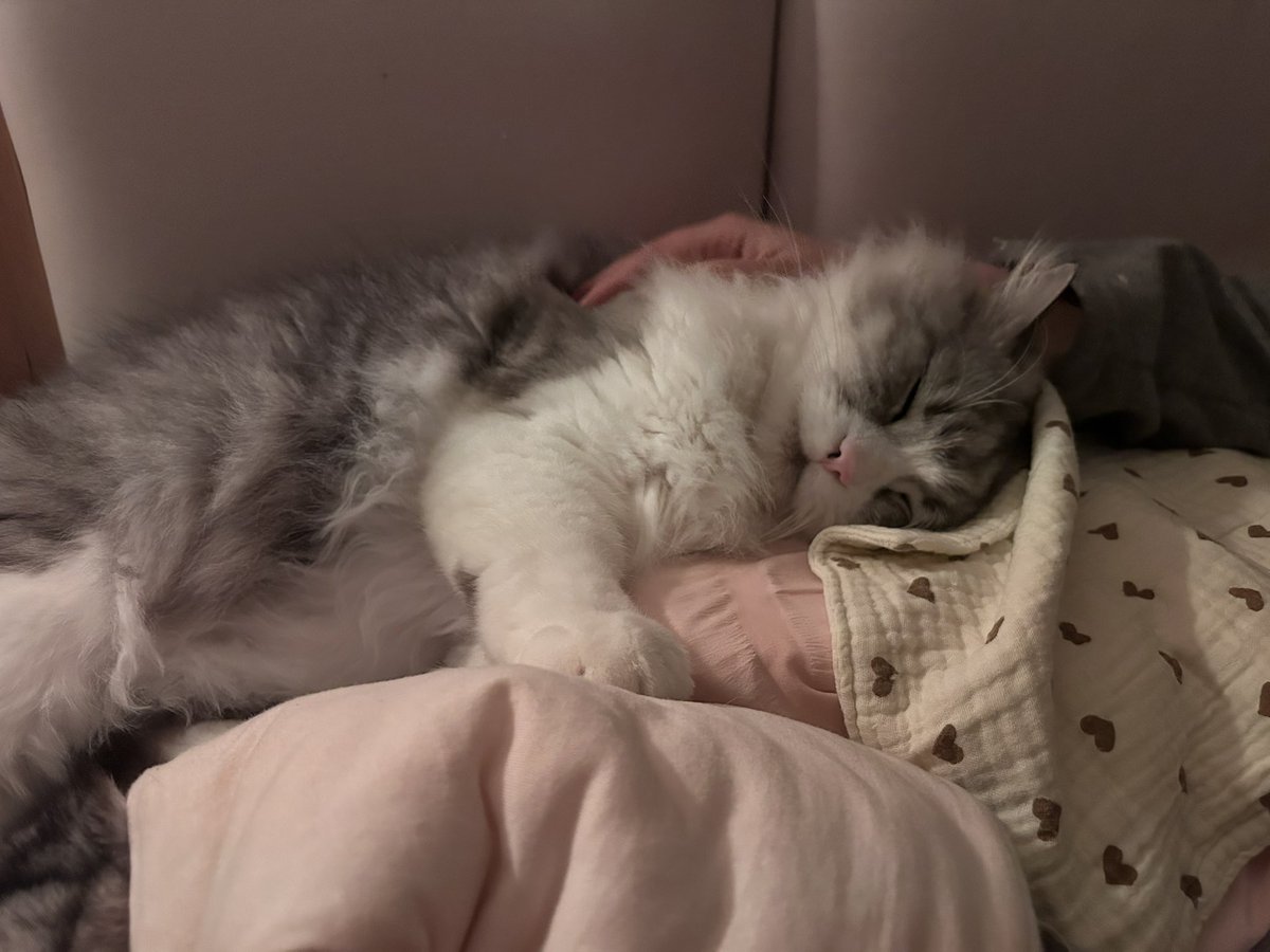 Whitecat2647's tweet photo. 我的宝宝 https://t.co/Gj2C3LrKA8