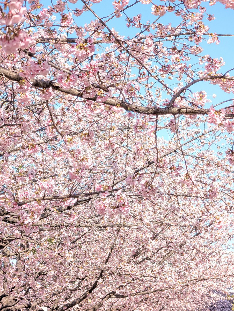 牛田駅からほど近い汐入公園。
大寒桜かな？ちょうど見ごろだね