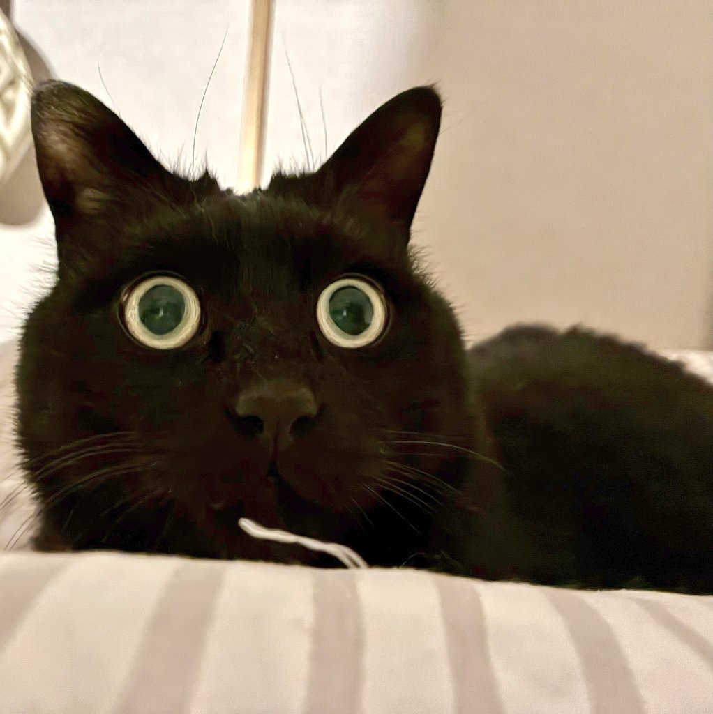 ねこねこ日和 tweet media