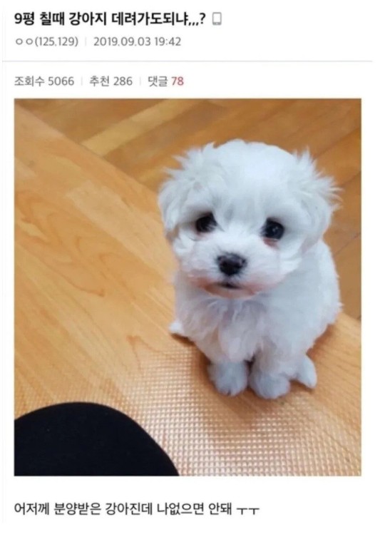 닌자시험칠 때 강아지 데려가도 되냐