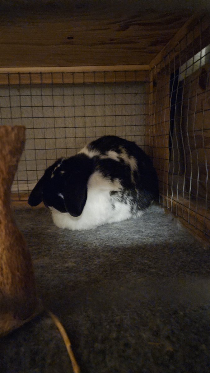 Daily bun no. 701.  Not pictured is Radar rushing in to chase Flopsy away for some reason.  🐇