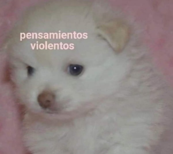 Fifu5455 I 🇮🇹🇲🇽 I tweet media