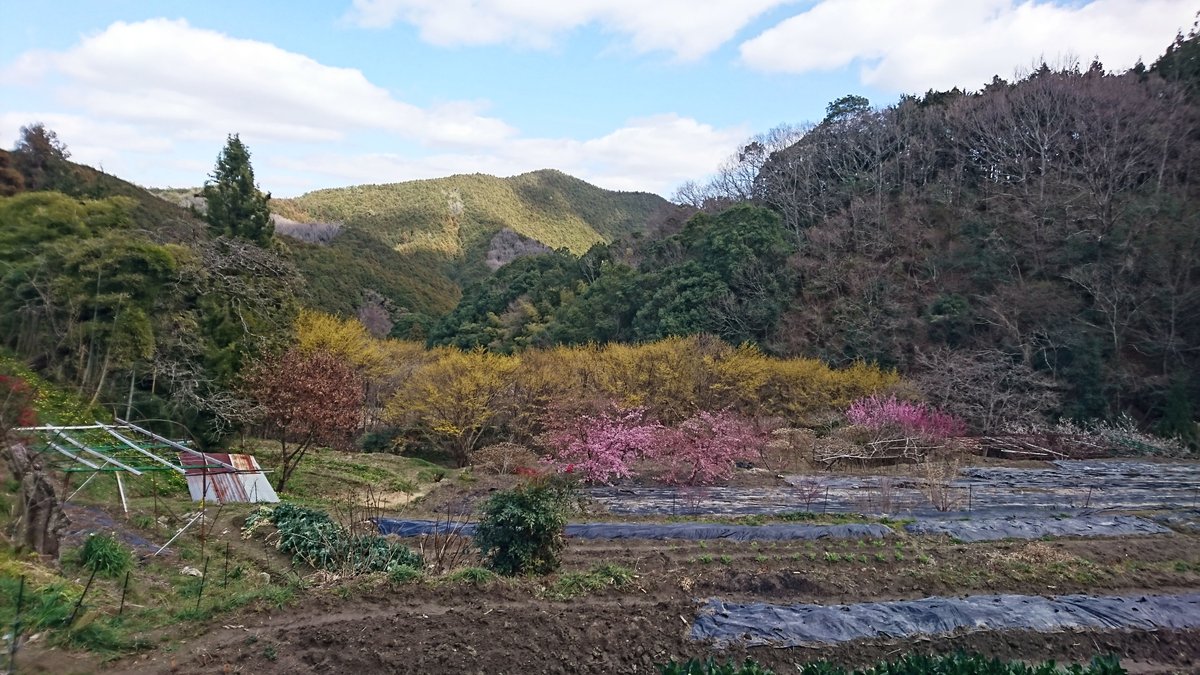 Wandered up to the top of the village today because there are a few early blooming cherry blossoms up there.

And in a couple more weeks, the Mitsumata and Sanshu will also be in full bloom.

One of my favourite hidden little areas with a wonderful view.