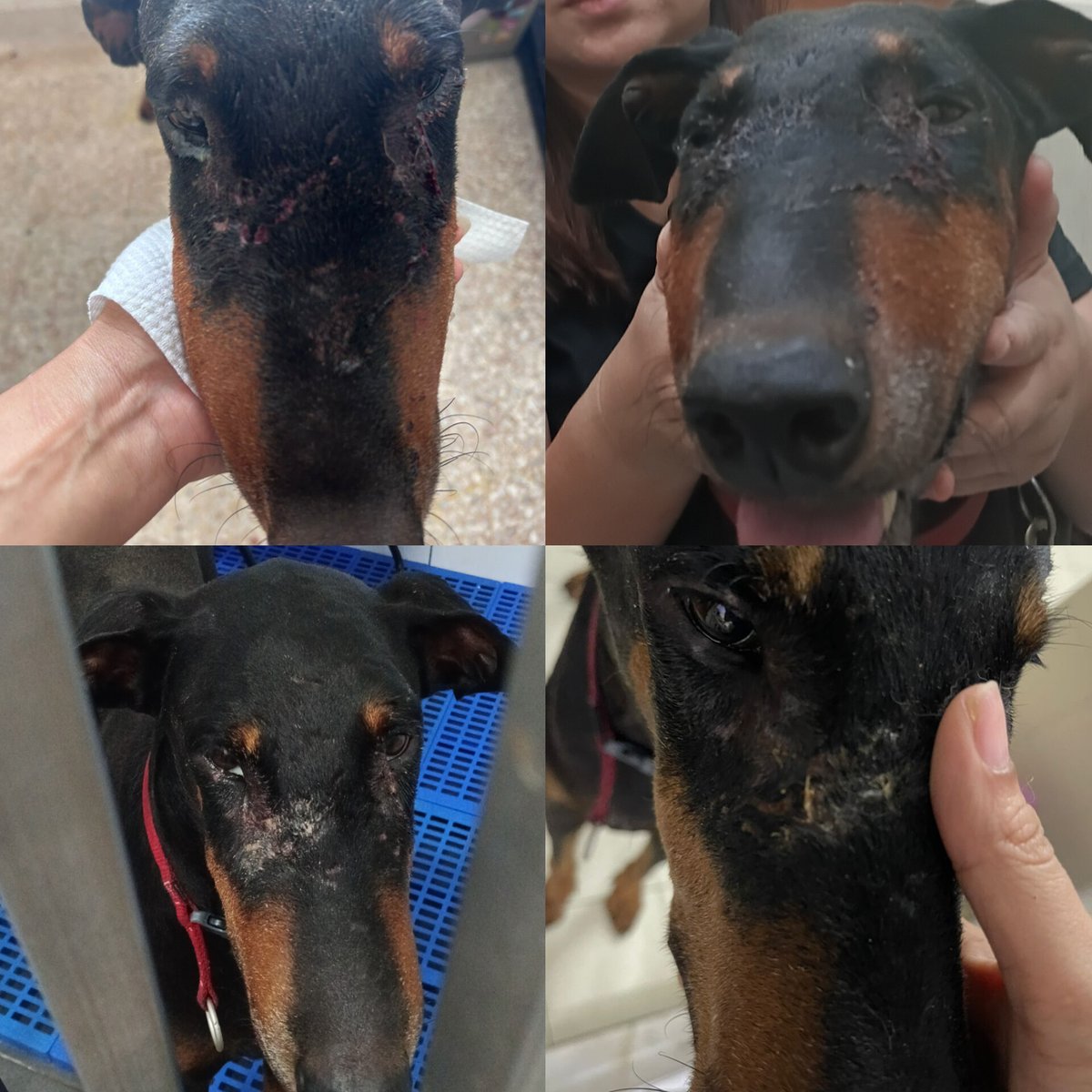 LindaElleHafiza's tweet photo. Korg tlg Madden boleh?

Perlu kan another RM 137 to settle his bill.

Kan sy dah move Madden to kepong boarding house sejak 1 Mac. Bersama another 4 of my dogs. Dorg masih lagi tgh nak adapt dgn new environment. 

Suddenly 1 of the dog (Benji) attacked Madden 😭 habis berdarah and luka muka Madden. Bengkak teruk.

Sy terus rushed to KD vet.
Warded 2 hari.
Doc cuci wound and bagi necessary ubat.
Madden demam panas hari tu.

Now Madden dah back to boarding house and sambung mkn ubat. Caretaker tmpt boarding tlg monitor.

Bill Madden after minus deposit and discount is RM 456.3
Pls refer attached bill.

Sy baru paid RM 94.3
Blh refer photo attached.

Pending RM 362.
But dah ada in hands RM 235.

Now Madden need another RM 137.
Can pls help me to clear this bill pls.

Madden next week kena warded lagi utk heartworm injection. So this bill must be settle sblm Madden admit next week.

Pls help 🙏
I am committed to every of my rescued animals.

Bantu repost 🙏 
@AimanAirin2 @airienaszli @crazycatmakcik @fatyhax @FiskaYenitaFK_ @hannnybunnyyy @hazhmh @ianyumeow @itsybitsymin @ketengahketepi @ManjitSinghG5 @meeayusri @ninashakirax @samantha_cavill @smittenby_V @niinaabiha @yemmeow @tattyhassan @murdockfen