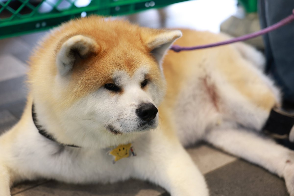 trainphotonews's tweet image. 今日は渋谷で秋田犬触れ合い体験イベントをやってるとのことで
秋田犬大好きの彼女からミッションで写真を撮って来て！
と言われたのでR1で秋田犬をスナップ。
なかなかうまく撮れなかったけど昴くん？だけ
表情を上手くかわいく撮れました

#秋田犬  #akita #shibuya #渋谷で秋田犬 #kawaiiakita