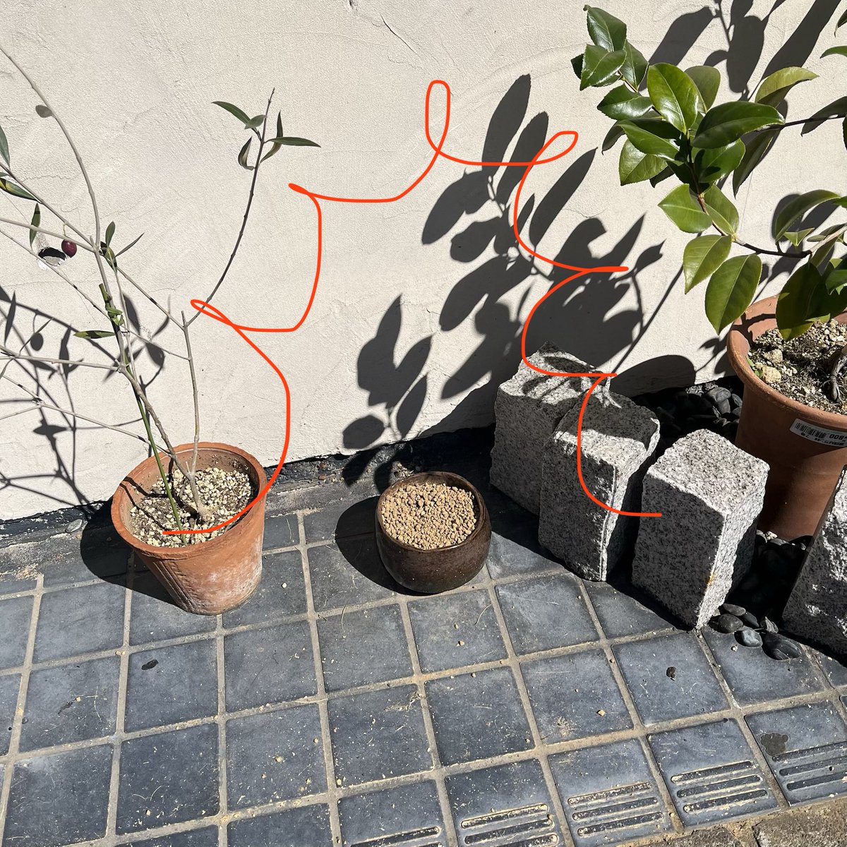 お茶の子まめ tweet media