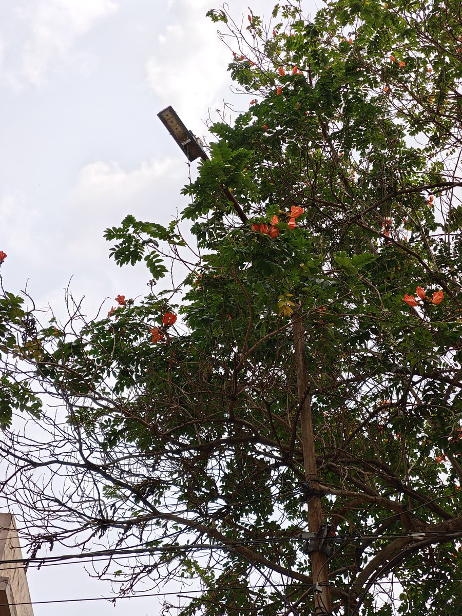 Subh_Asish23's tweet photo. The street light has not functionalable. Complaint given past 15 days 2 times. They took pictures but still no action was taken. Are we paying fees for faulty street lights? What is the authority doing?
@bmcbbsr @BDA_BBSR @bjd_odisha 
Ward No.30
Infront plot no. 462, sahid nagar https://t.co/OIHmyDAKjL