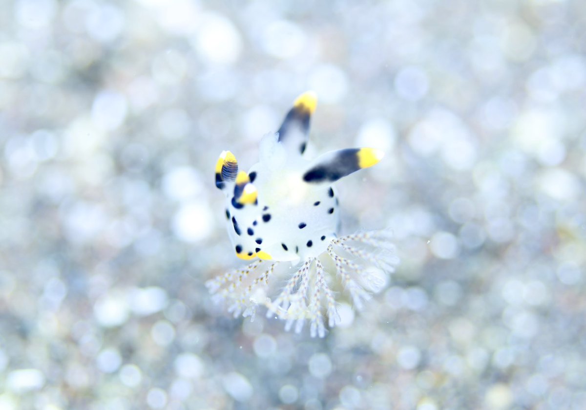 frogfish00's tweet photo. 久しぶりの海投稿。
やっぱ大瀬崎は最高。 https://t.co/5dCW0RYbaU
