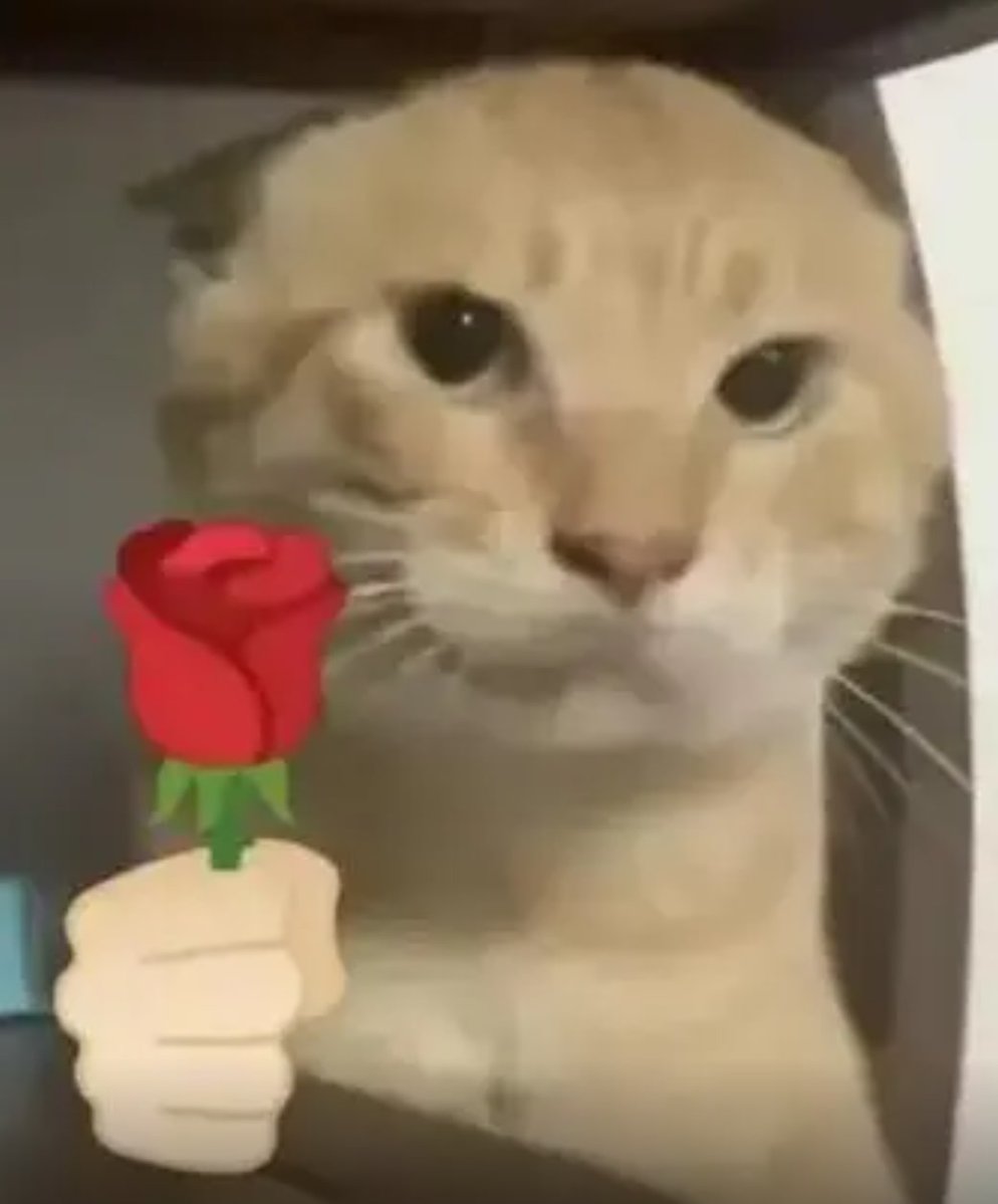 哈基米 tweet media