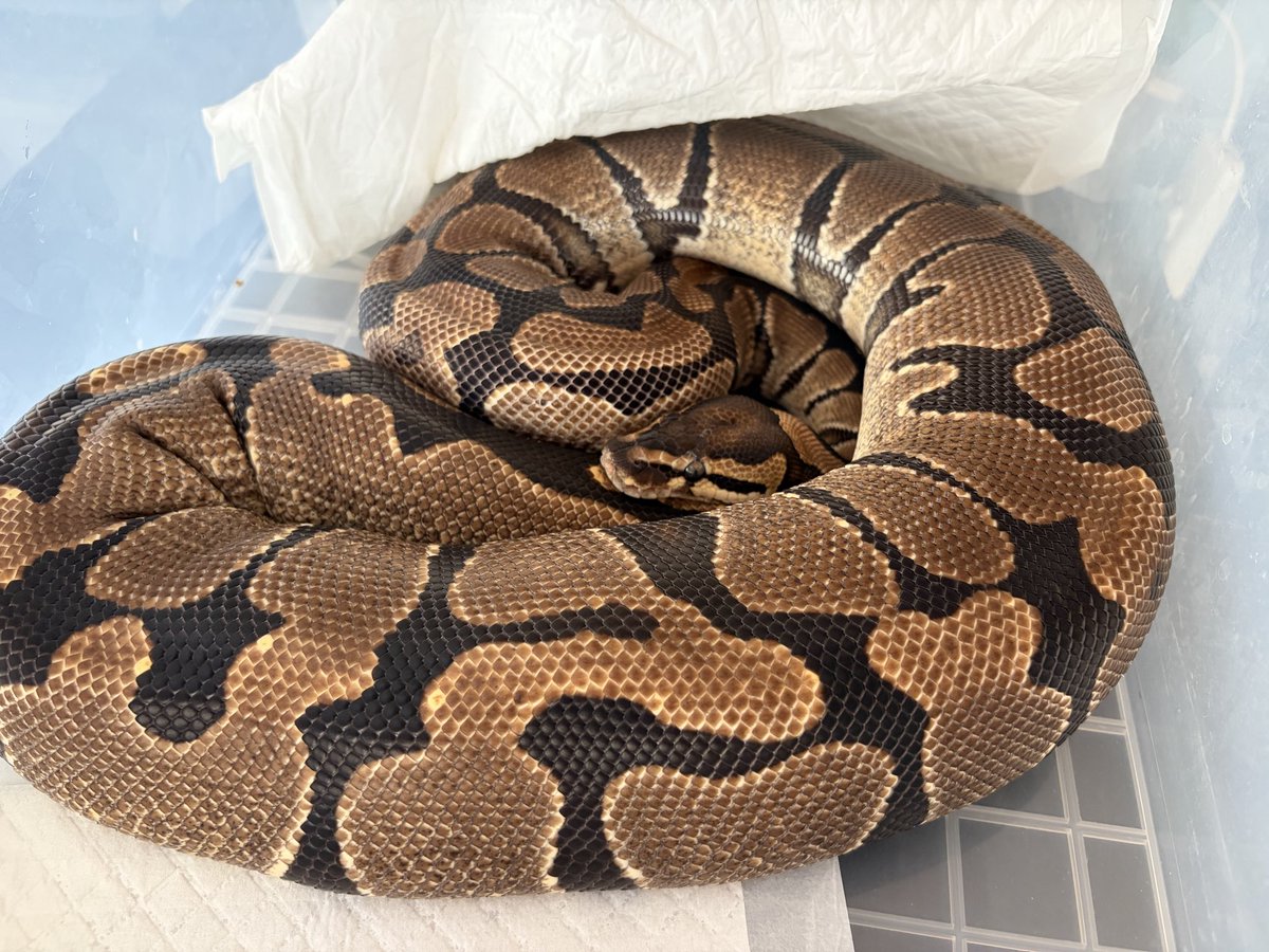 とまぴー🐍 tweet media