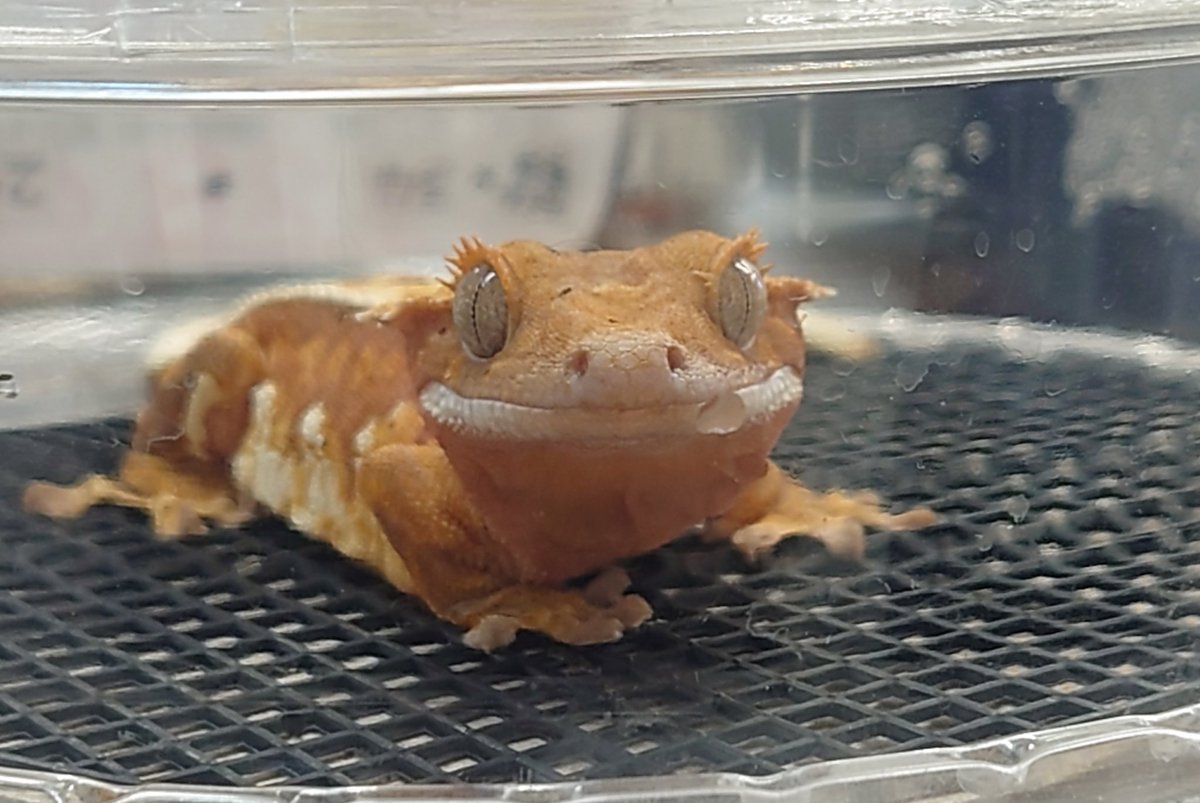 BB Gecko's@近畿レプタイルズマーケット【3/1】 tweet media