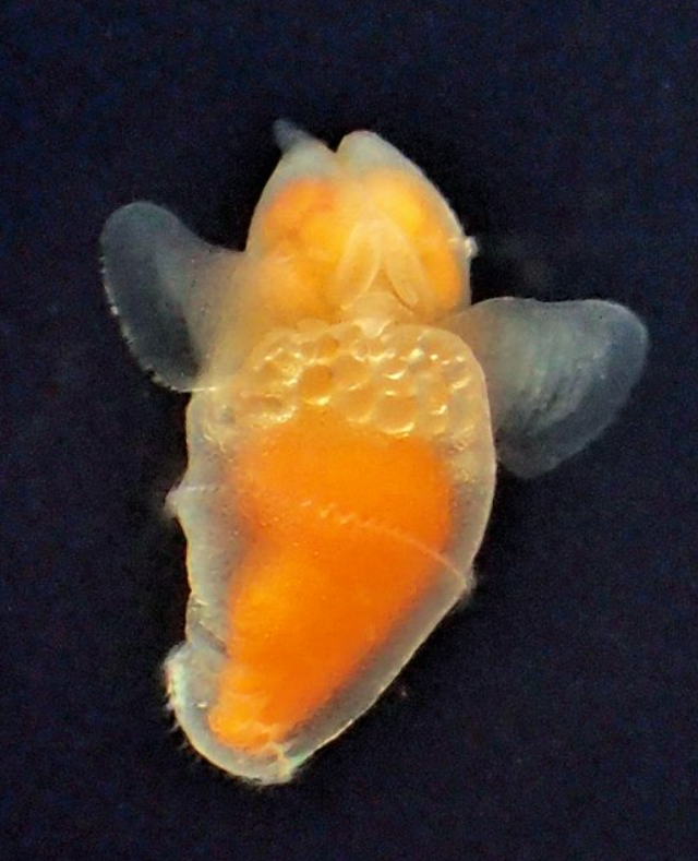 kumejimarl's tweet photo. 【新種クリオネに和名】
日本海の深海などで発見された新種のクリオネに「ニホンハダカカメガイ」という和名が付けられた。

体長は4～5ミリと非常に小さく、これまで最小とされたクリオネよりも小さい。細長い体のハダカカメガイとは異なり、丸い体形をしているのが特徴で、体内の油球が透けて見える。この油球の栄養を使うことで、餌が少ない環境でも生き延びるとみられる。

『この油球の組成が気になる』と私の中の好奇心が騒いでおります。
https://t.co/qiuTutqI2K