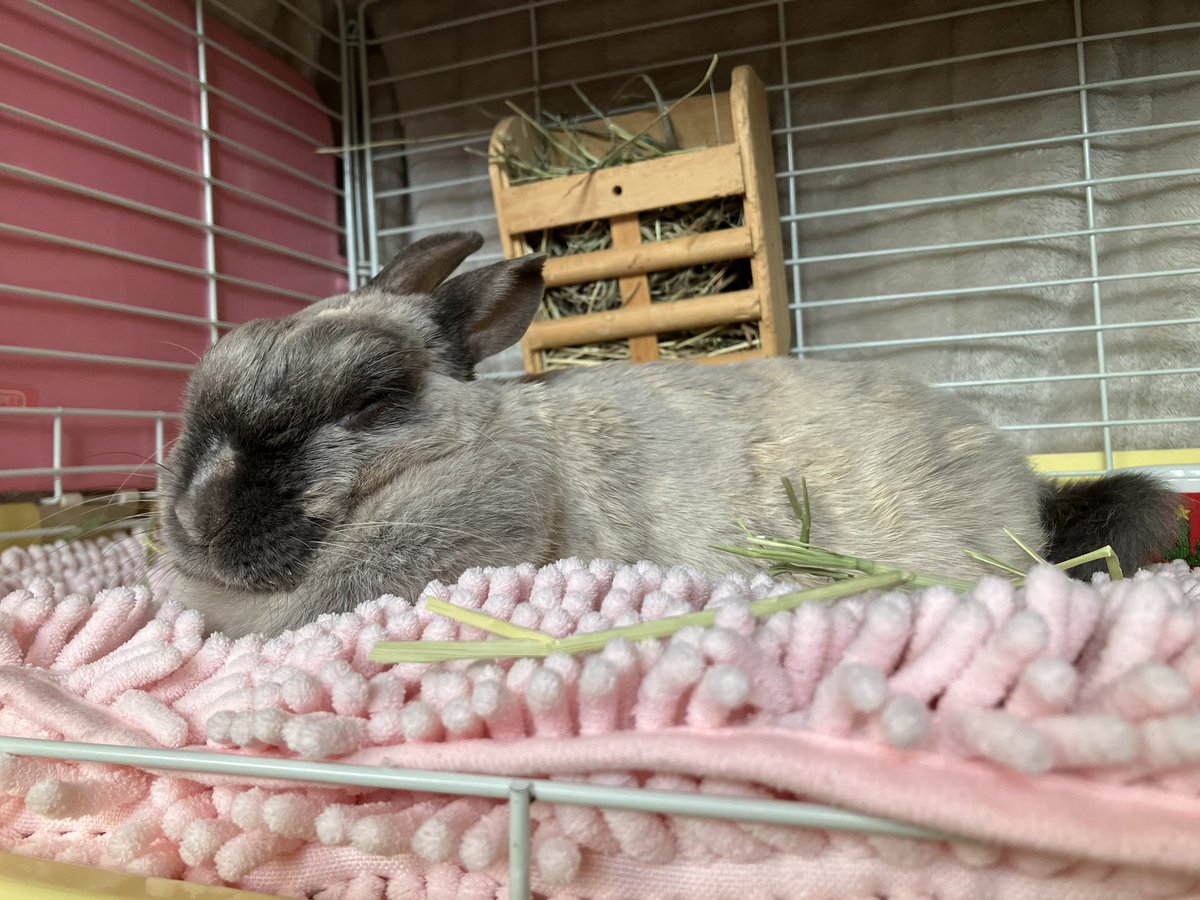 ウサギの部屋 tweet media