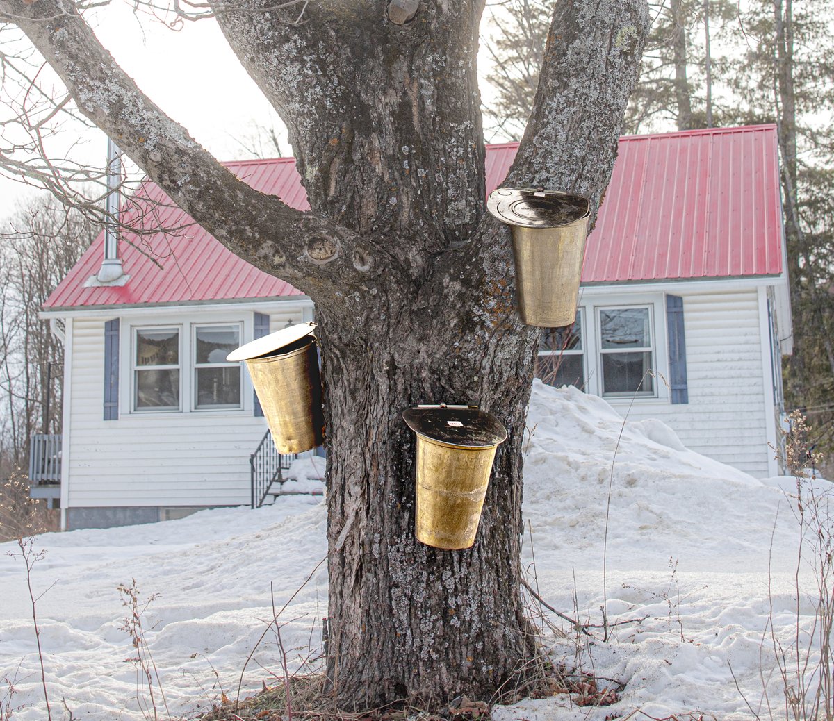 fotogosaurus's tweet photo. on tap https://t.co/dhG5gnUfdu #VT #Vermont #NewEngland #sugaring #tapping #onTap #MapleSyrup #OldSchool #harvest #ThatTime #ItBegins #moment #think #Reflect #Wonder #remember #lookBack #syrup #March #CuspOfSpring #winter #cold #Snow #Canon https://t.co/YzhsMycRG1