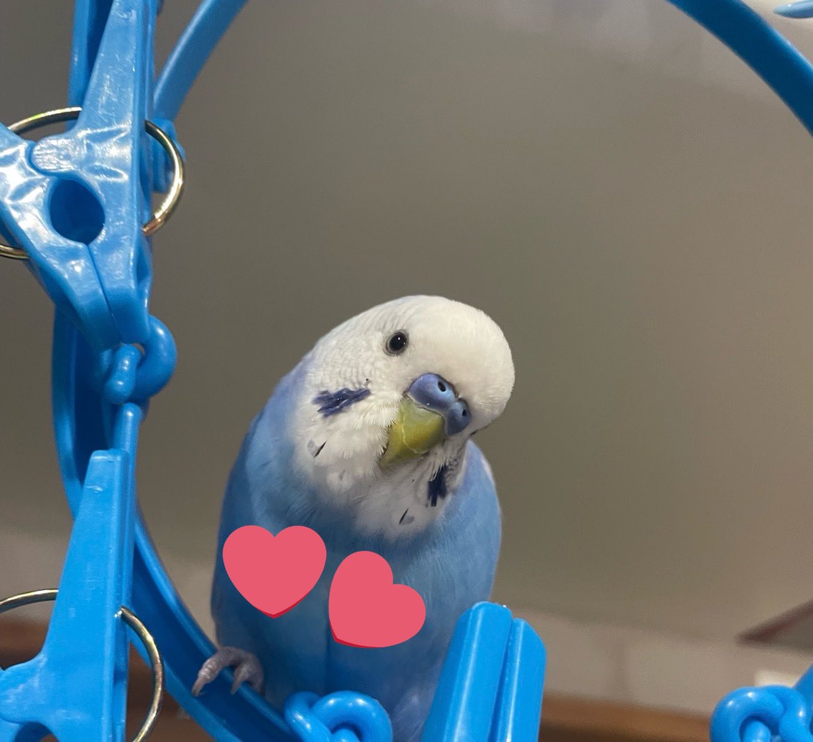 pchan_birdlost's tweet photo. ピーちゃん
逃してしまいました。
両方の白い部分にハートマークが有ります。

目撃、保護など情報有りましたらお願いします。 https://t.co/ajHcvkRMR8