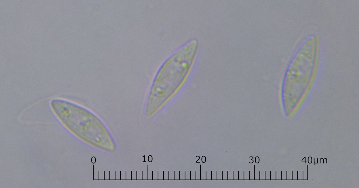 3月8日撮影のCiborinia sp. ？

いわゆるヒサカキのキンカクキン

この場所の子は宿主の形が綺麗に残るタイプなので萼の内側から発生しているのが見て取れます

胞子は紡錘形で片側から被さるペンのキャップ様の薄膜が見られます

側糸は先端がやや膨らみ、顕著ではありませんが隔壁がありました
