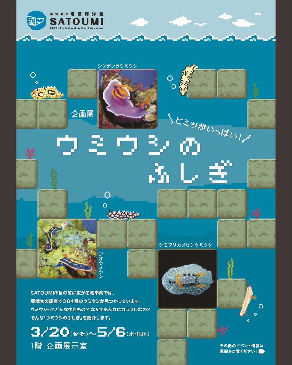 3月20日より企画展「ウミウシのふしぎ」を開催します😊 これまで