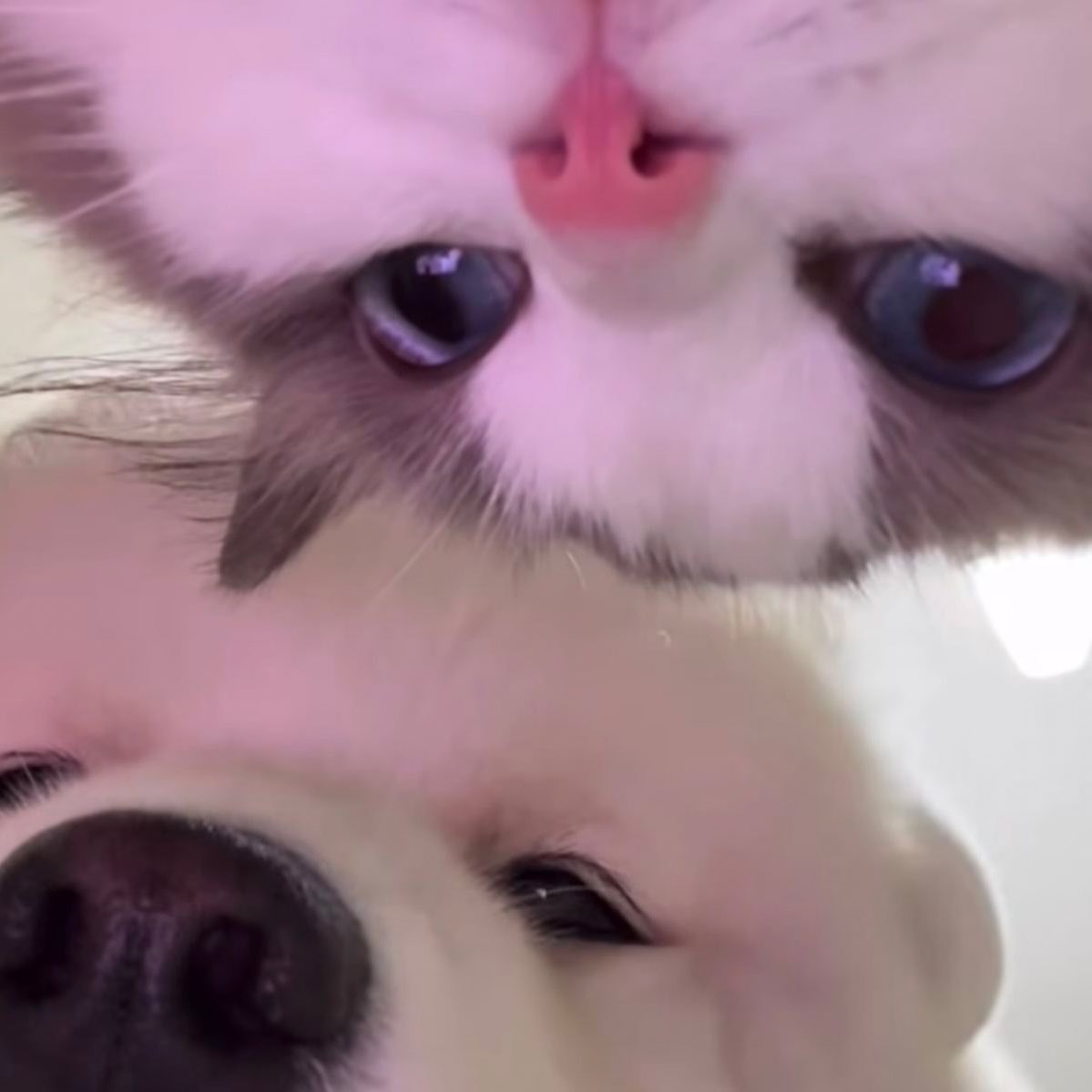 เด่ะเยย 🐶🐱