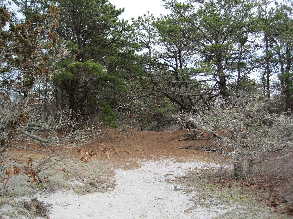 ottr_nik tweet media