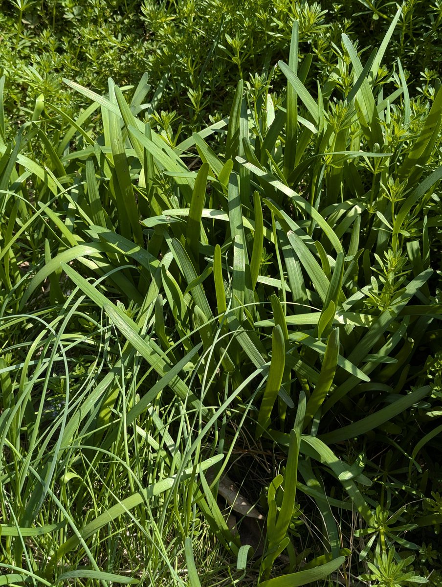 宣智山房 石人 tweet media